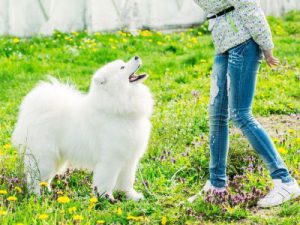 Phòng khám thú y Hà Nội - An Bình Pet